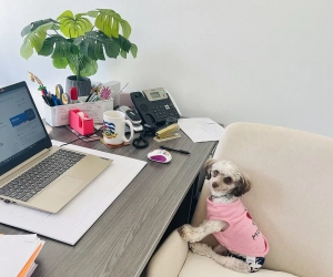 A dog is sitting in the chair next to a desk.